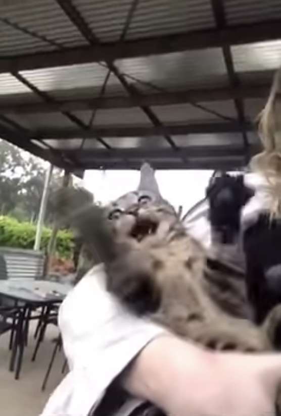 Illustration de l'article : L’incroyable réaction d’un chat qui voit la pluie pour la première fois de sa vie